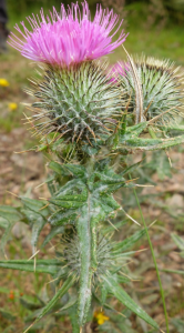 Screen Shot 2015-10-23 at 17.45.16